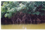 Mangrove 2.jpg